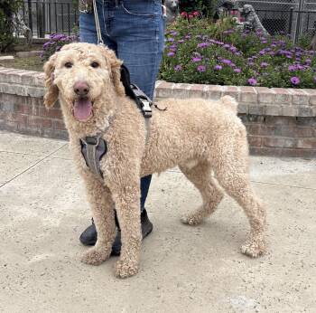 Goldendoodle and Standard Poodle Dogs Available for Adoption - Rogan | PetCurious