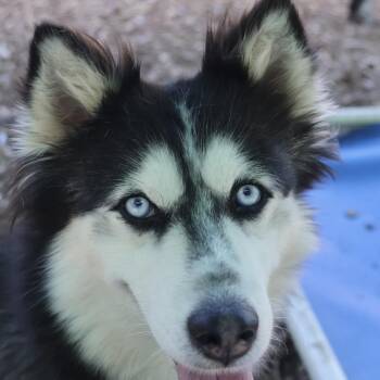 Cherry -  Husky Dog for Adoption in Briarcliff Manor, New York - Cherry | PetCurious