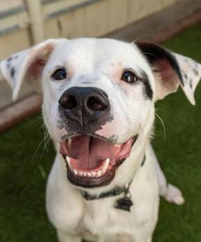 Winchester -  Labrador Retriever Dog for Adoption in Encinitas, California - Winchester | PetCurious