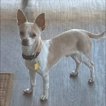 Rescue Chihuahua Dogs for Adoption in Lodi, California - Chiquirrin | PetCurious