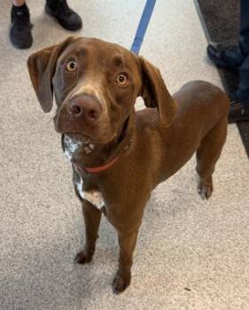 Herman -  German Shorthaired Pointer Dog for Adoption in Orland Hills, Illinois - Herman | PetCurious