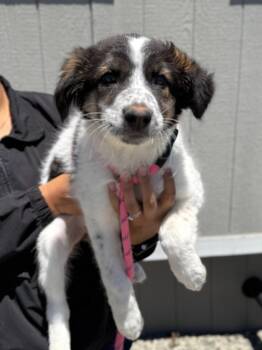 Liberty -  Australian Shepherd and Silky Terrier Dog for Adoption in Vacaville, California - Liberty | PetCurious