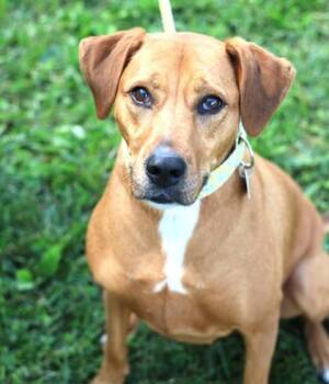 Chaw -  Mixed Breed Dog for Adoption in Hamilton, Ohio - Chaw | PetCurious