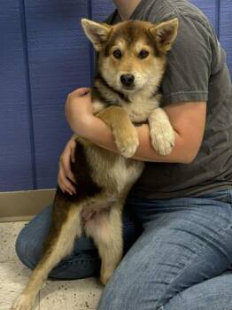 Shepherd and Mixed Breed Dogs Available for Adoption in Bowling Green, Kentucky - Marmalade | PetCurious