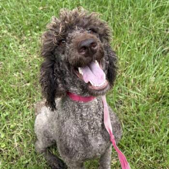 Lucky Girl -  Poodle and Mixed Breed Dog for Adoption in Huntsville, Alabama - Lucky Girl | PetCurious