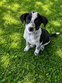 Australian Shepherd Dogs Available for Adoption in Cleveland, Texas - Bandit  | PetCurious