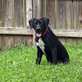 Cecil fka Wayne -  Black Labrador Retriever and Mixed Breed Dog for Adoption in Columbia, Missouri - Cecil Fka Wayne | PetCurious