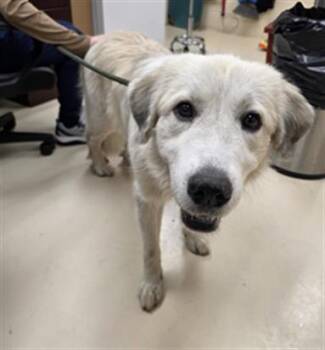LIBBY -  Great Pyrenees and Mixed Breed Dog for Adoption in Aliquippa, Pennsylvania - LIBBY | PetCurious