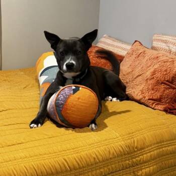 Pit Bull Terrier and Mixed Breed Dogs Available for Adoption in Bellingham, Washington - Pookie | PetCurious