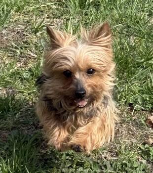 DOLLY PAWTON -  Yorkshire Terrier Dog for Adoption in Chicopee, Massachusetts - DOLLY PAWTON | PetCurious