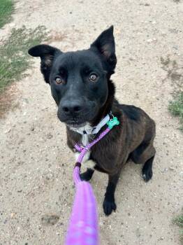 Birch -  Mixed Breed Dog for Adoption in Fort Collins, Colorado - Birch | PetCurious