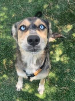 Jessica aka Dusty HW+ -  Australian Shepherd Dog for Adoption in Sedalia, Colorado - Jessica Aka Dusty HW+ | PetCurious
