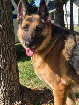 Albus -  German Shepherd Dog Dog for Adoption in Springfield, Illinois - Albus | PetCurious