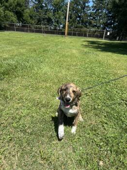 Kiwi -  Mountain Cur and Collie Dog for Adoption in Upper Sandusky, Ohio - Kiwi | PetCurious