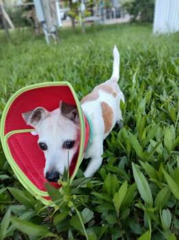 chloee -  Jack Russell Terrier and Mixed Breed Dog for Adoption in St. Augustine, Florida - Chloee | PetCurious