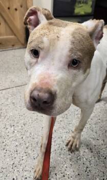 Rescue Pit Bull Terrier and Mixed Breed Dogs for Adoption in Saint Clairsville, Ohio - Gorgeous George | PetCurious