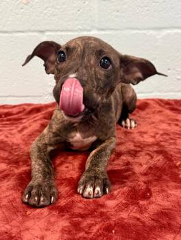 Butter Pecan -  Black Mouth Cur and Mixed Breed Dog for Adoption in Cape Coral, Florida - Butter Pecan | PetCurious