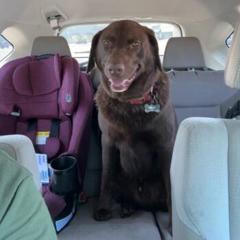 Chocolate Labrador Retriever and Shepherd Dogs Available for Adoption in Rossville, Georgia - Tonka | PetCurious
