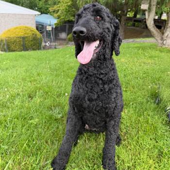 Peaches -  Standard Poodle Dog Available for Adoption in Latrobe, Pennsylvania - Peaches | PetCurious