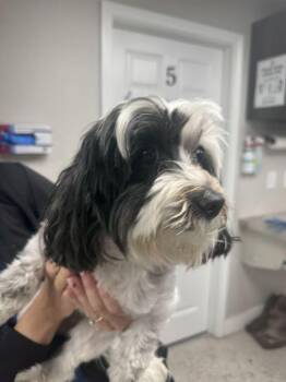 Kumo -  Shih Tzu and Yorkshire Terrier Dog for Adoption in Marietta, Georgia - Kumo | PetCurious