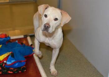 JOELLE -  Labrador Retriever and Pit Bull Terrier Dog for Adoption in West Valley City, Utah - JOELLE | PetCurious