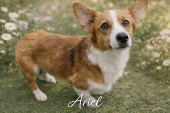 Corgi Dogs Available for Adoption - Ariel | PetCurious