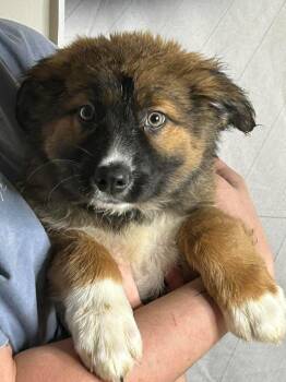 Australian Shepherd Dogs Available for Adoption in Glocester, Rhode Island - Finn | PetCurious