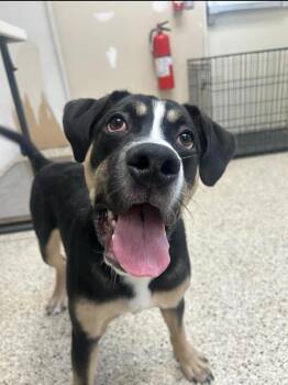 Hound Dogs Available for Adoption - King | PetCurious