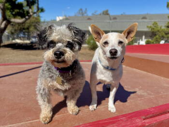 Rescue Mixed Breed Dogs for Adoption in Seal Beach, California - Marvin And Owen | PetCurious