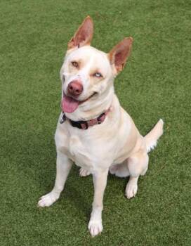 Mixed Breed Dogs Available for Adoption in Athens, Georgia - Sugar | PetCurious