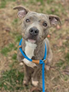 Rescue Pit Bull Terrier Dogs for Adoption in Richmond, Virginia - Jacqueline Skeleton | PetCurious