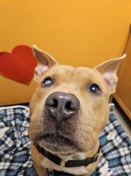Rescue Pit Bull Terrier Dogs for Adoption in Bellingham, Washington - Alastor Moody | PetCurious