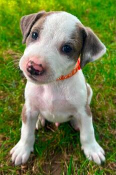 Enzo -  Catahoula Leopard Dog and Mixed Breed Dog for Adoption in Clinton, Wisconsin - Enzo | PetCurious