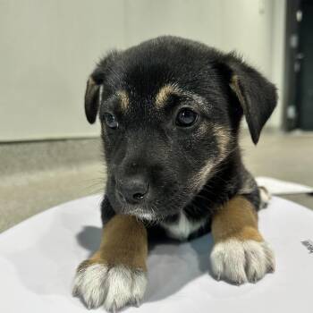 Shepherd and Mixed Breed Dogs Available for Adoption - Sansa | PetCurious