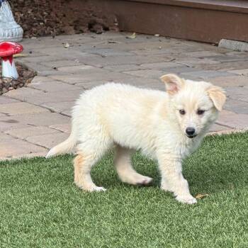 Terrier and Mixed Breed Dogs Available for Adoption in Sacramento, California - Ollie | PetCurious