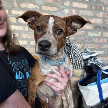 Laura -  Australian Cattle Dog Blue Heeler and Mixed Breed Dog for Adoption in Chicago, Illinois - Laura | PetCurious