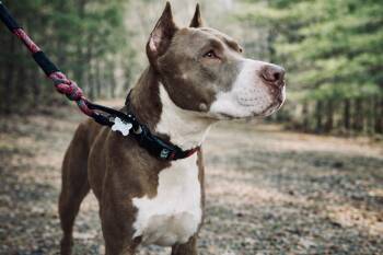 American Staffordshire Terrier and Boxer Dogs Available for Adoption in Brookeville, Maryland - Starbucks  | PetCurious