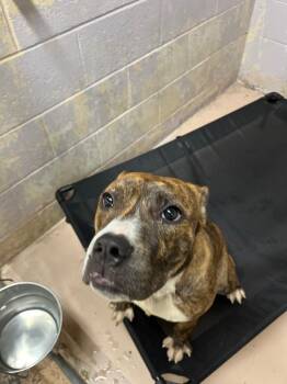 Magnolia -  Pit Bull Terrier Dog for Adoption in Troy, Ohio - Magnolia | PetCurious