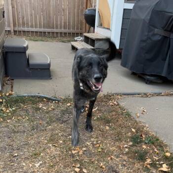 German Shepherd Dog Dogs Available for Adoption - Spade *Courtesy Listing* | PetCurious