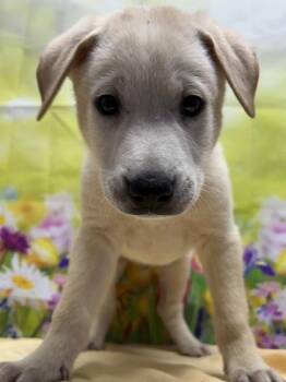 Shepherd and Mixed Breed Dogs Available for Adoption in San Antonio, Texas - Private | PetCurious