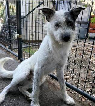 Archie -  Cattle Dog Dog for Adoption in Larkfield-wikiup, California - Archie | PetCurious