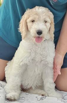 Flaca -  Goldendoodle Dog for Sale in Gainesville, Florida - Flaca | PetCurious