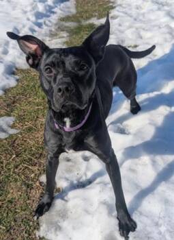 Pit Bull Terrier and Labrador Retriever Dogs Available for Adoption - SUSIE | PetCurious