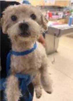 Mortimer -  Mixed Breed Dog for Adoption in West Chester, Pennsylvania - Mortimer | PetCurious