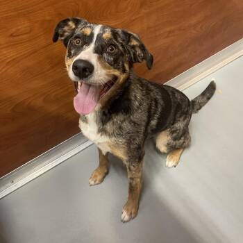 Mixed Breed Dogs Available for Adoption in Saint Charles, Missouri - Lilly | PetCurious