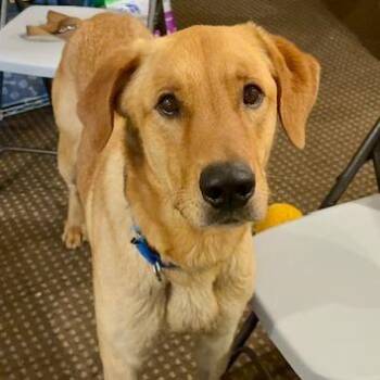 Marley -  Golden Retriever and Mixed Breed Dog for Adoption - Marley | PetCurious