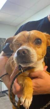 Scout -  Mixed Breed Dog for Adoption in Ocala, Florida - Scout | PetCurious