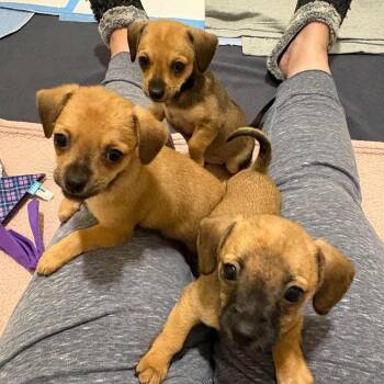 The Golden Girls -  Chihuahua Dog for Adoption in Salisbury, Maryland - The Golden Girls | PetCurious