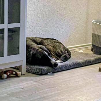 Rescue Catahoula Leopard Dog Dogs for Adoption in Seguin, Texas - Bronco | PetCurious