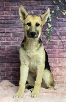 Rodney -  German Shepherd Dog Dog for Adoption in Sedalia, Colorado - Rodney | PetCurious